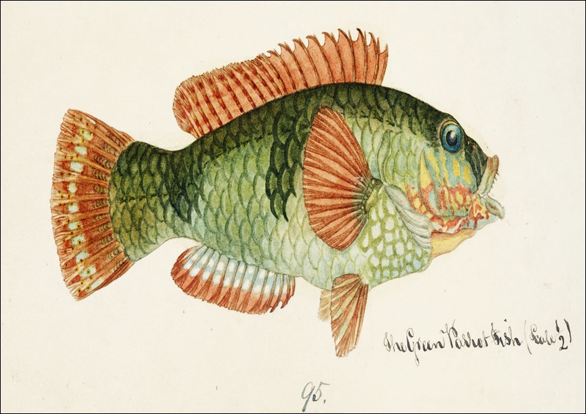 Image of Antique fish Labrida, F. E. Clarke - plakat Wymiar do wyboru: 30x20 cm