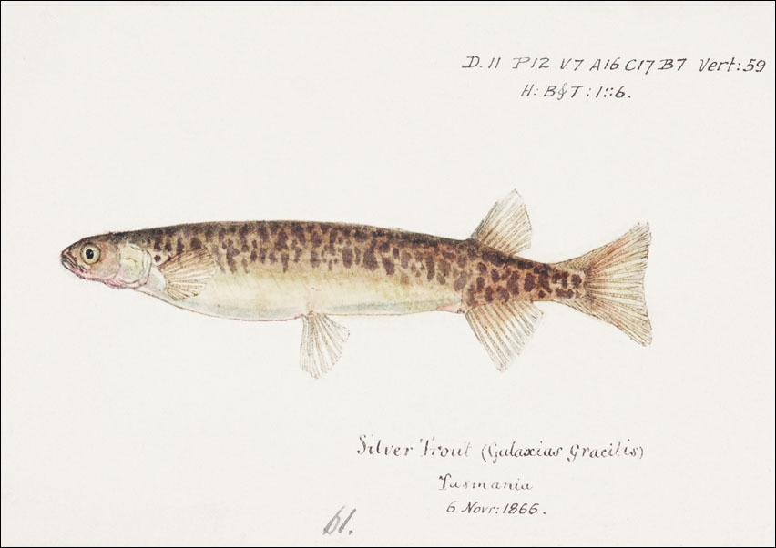 Image of Antique fish galaxias gracilis dwarf inanga, F. E. Clarke - plakat Wymiar do wyboru: 100x70 cm