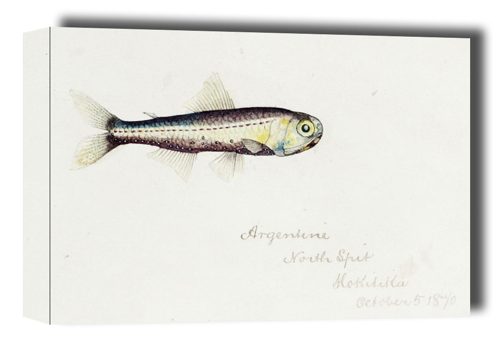 Image of Antique fish Maurolicus muelleri, F. E. Clarke - obraz na płótnie Wymiar do wyboru: 50x40 cm