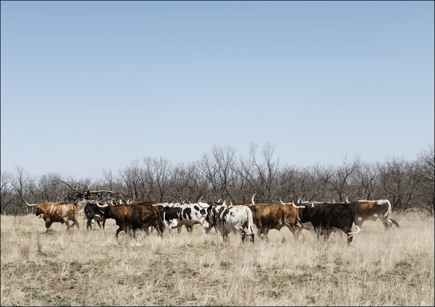 Image of A herd of longhorn cattle grazing near the Fort Griffin town site., Carol Highsmith - plakat Wymiar do wyboru: 42x29,7 cm