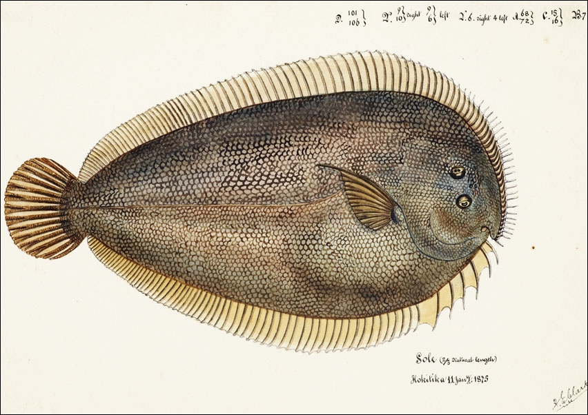 Image of Antique fish New Zealand Sole, F. E. Clarke - plakat Wymiar do wyboru: 29,7x21 cm