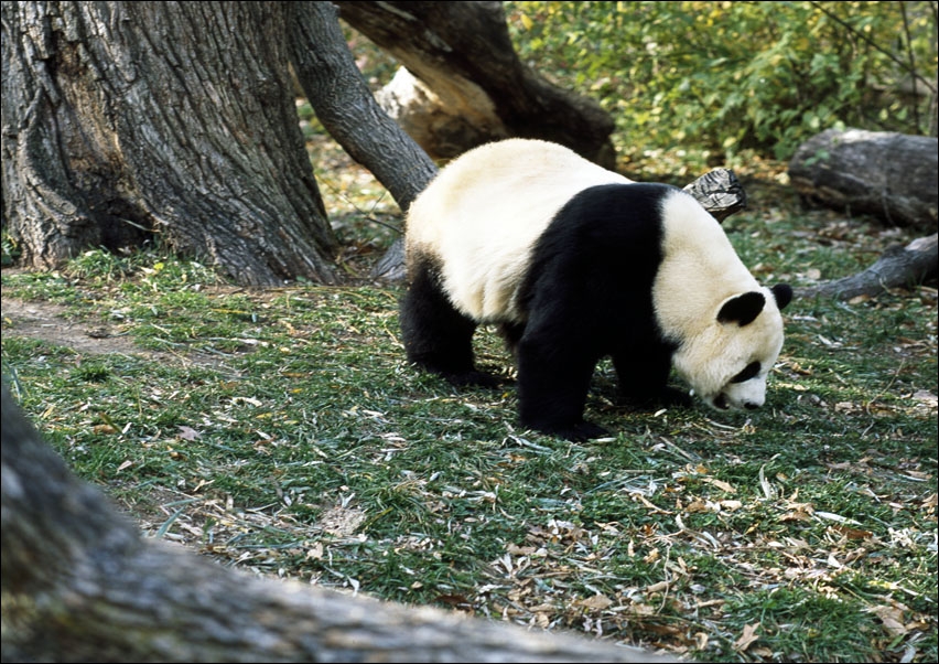 Image of A giant panda, the star attraction at the Smithsonian Institution's National Zoo, Carol Highsmith - plakat Wymiar do wyboru: 59,4x42 cm