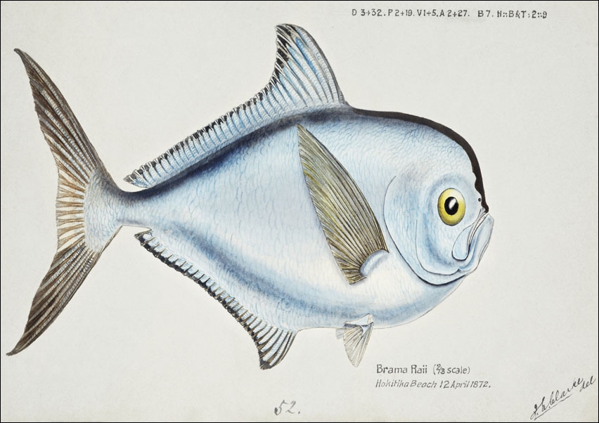 Image of Antique fish Brama brama, F. E. Clarke - plakat Wymiar do wyboru: 80x60 cm