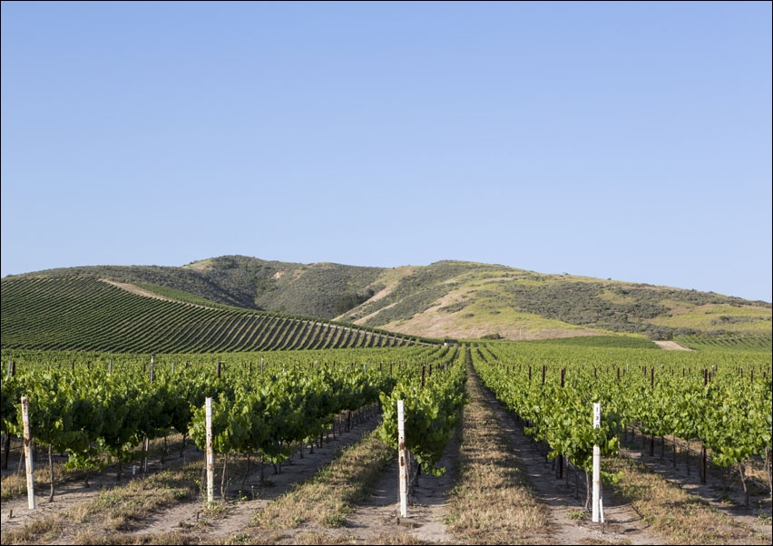 Image of California vineyards., Carol Highsmith - plakat Wymiar do wyboru: 80x60 cm