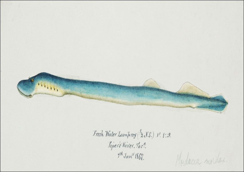 Image of Antique fish geotria australis fresh water lamprey, F. E. Clarke - plakat Wymiar do wyboru: 84,1x59,4 cm