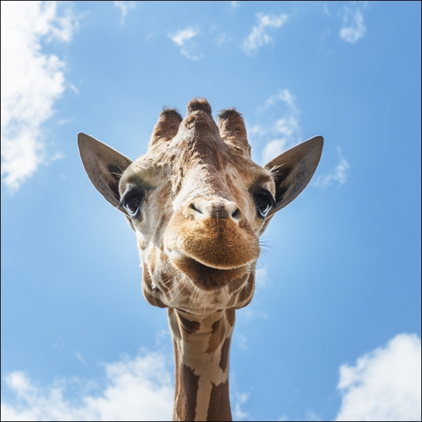 Image of An up-close look at a giraffe at the Gladys Porter Zoo in Brownsville, Texas., Carol Highsmith - plakat Wymiar do wyboru: 30x30 cm