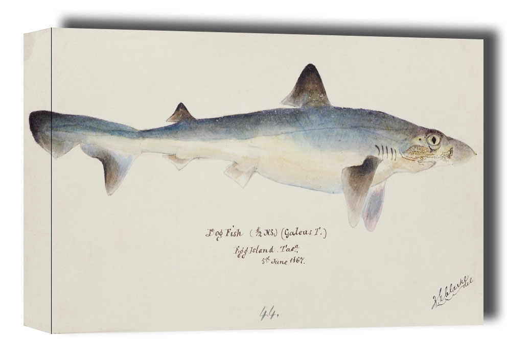 Image of Antique fish galeorhinus galeus requiem shark, F. E. Clarke - obraz na płótnie Wymiar do wyboru: 120x90 cm