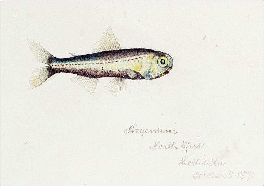 Image of Antique fish Maurolicus muelleri, F. E. Clarke - plakat Wymiar do wyboru: 91,5x61 cm