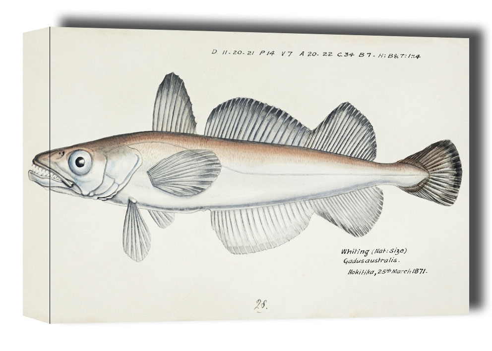 Image of Antique fish Merluccius australis, F. E. Clarke - obraz na płótnie Wymiar do wyboru: 60x40 cm