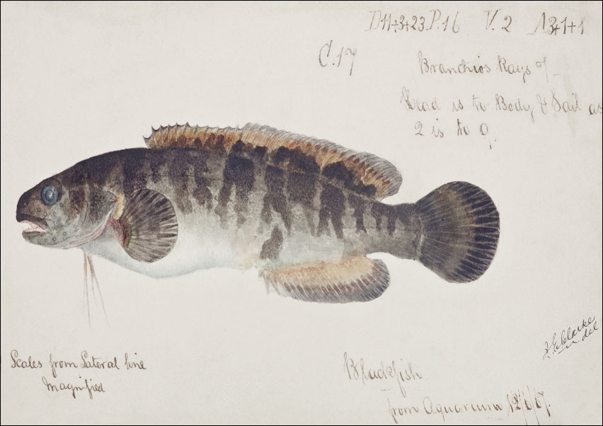 Image of Antique fish bladefish possibly freshwater specimen, F. E. Clarke - plakat Wymiar do wyboru: 59,4x42 cm