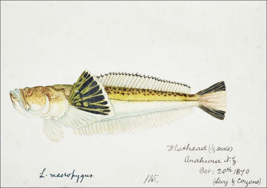 Image of Antique fish leptoscopus macropygus estuarine stargazer, F. E. Clarke - plakat Wymiar do wyboru: 30x20 cm