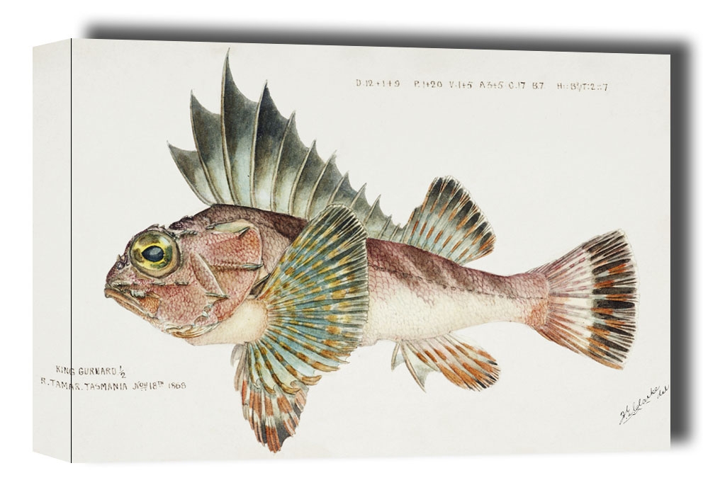 Image of Antique fish neosebastes scorpaenoides ruddy gurnard perch, F. E. Clarke - obraz na płótnie Wymiar do wyboru: 50x40 cm