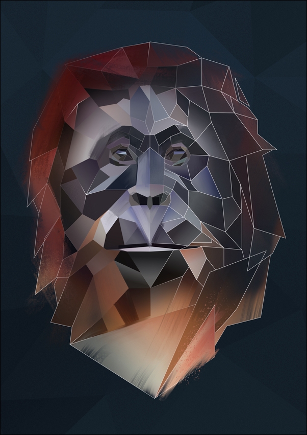 Image of orangutan tło - plakat Wymiar do wyboru: 40x60 cm