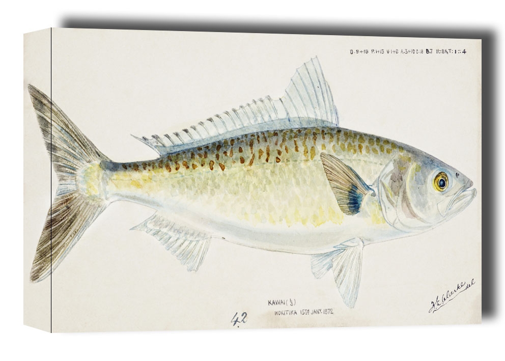 Image of Antique fish Arripis trutta, F. E. Clarke - obraz na płótnie Wymiar do wyboru: 60x40 cm