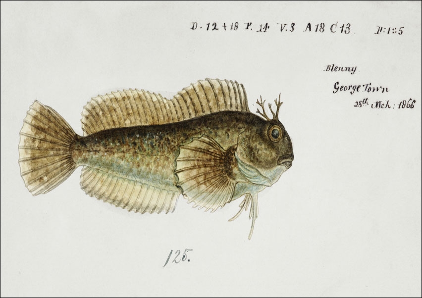 Image of Antique fish blenniidae blenny, F. E. Clarke - plakat Wymiar do wyboru: 84,1x59,4 cm