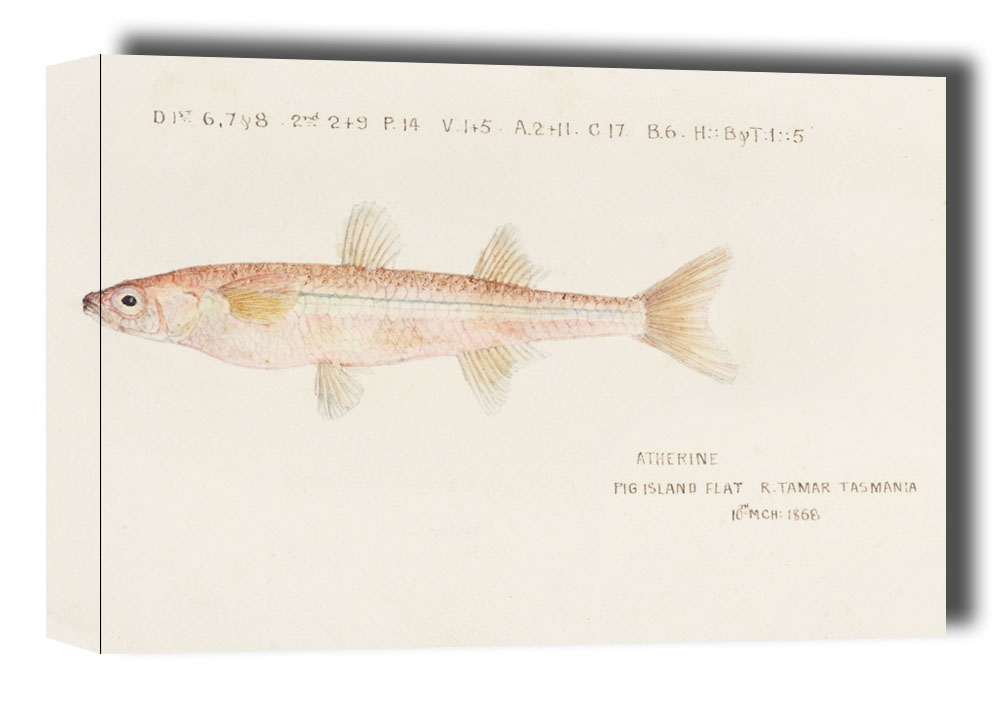 Image of Antique fish athennidae, F. E. Clarke - obraz na płótnie Wymiar do wyboru: 60x40 cm