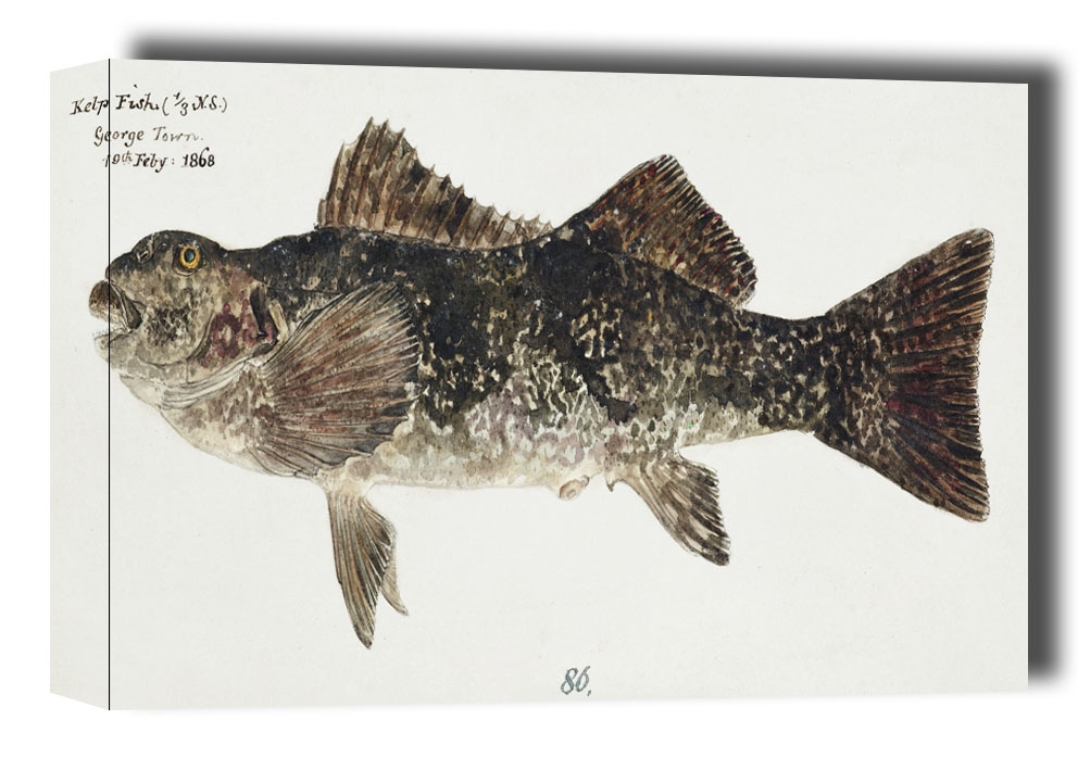 Image of Antique fish aplodactylus arctidens marblefish keke, F. E. Clarke - obraz na płótnie Wymiar do wyboru: 100x70 cm