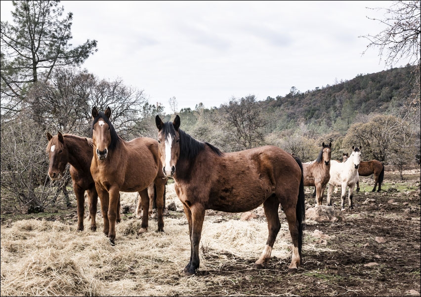 Image of Curious horses on a ranch in Red River County near Detroit, Texas., Carol Highsmith - plakat Wymiar do wyboru: 40x30 cm