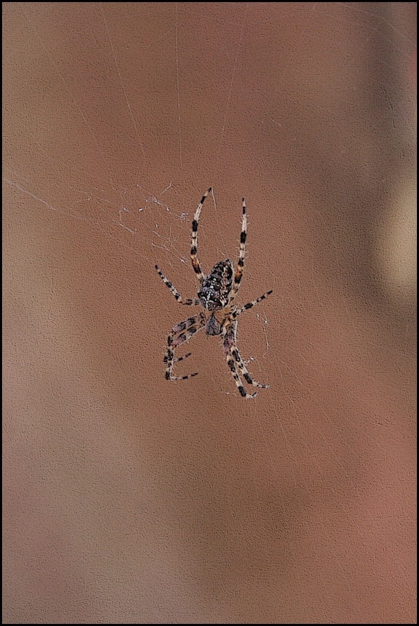 Image of Spider cross - plakat Wymiar do wyboru: 29,7x42 cm