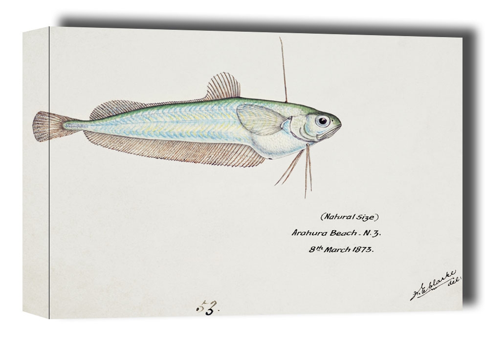 Image of Antique fish Auchenoceros punctatus, F. E. Clarke - obraz na płótnie Wymiar do wyboru: 91,5x61 cm