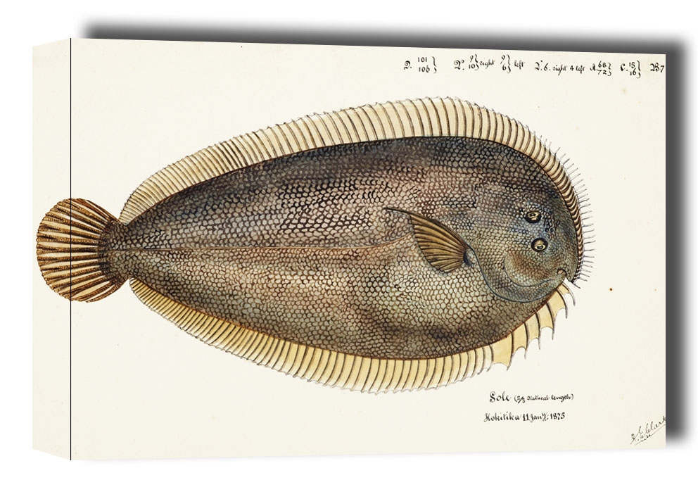 Image of Antique fish New Zealand Sole, F. E. Clarke - obraz na płótnie Wymiar do wyboru: 120x90 cm