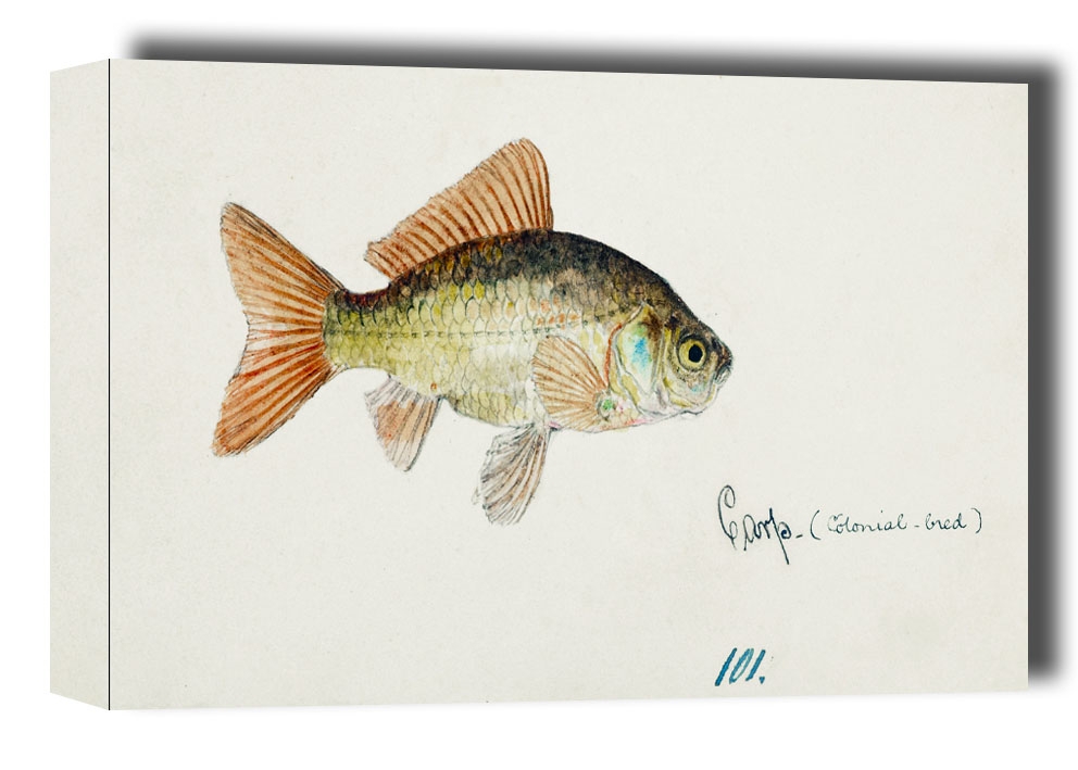 Image of Antique fish Goldfish, F. E. Clarke - obraz na płótnie Wymiar do wyboru: 40x30 cm