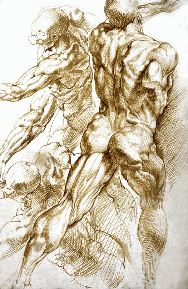 Image of Anatomical Studies, Rubens - plakat Wymiar do wyboru: 60x80 cm