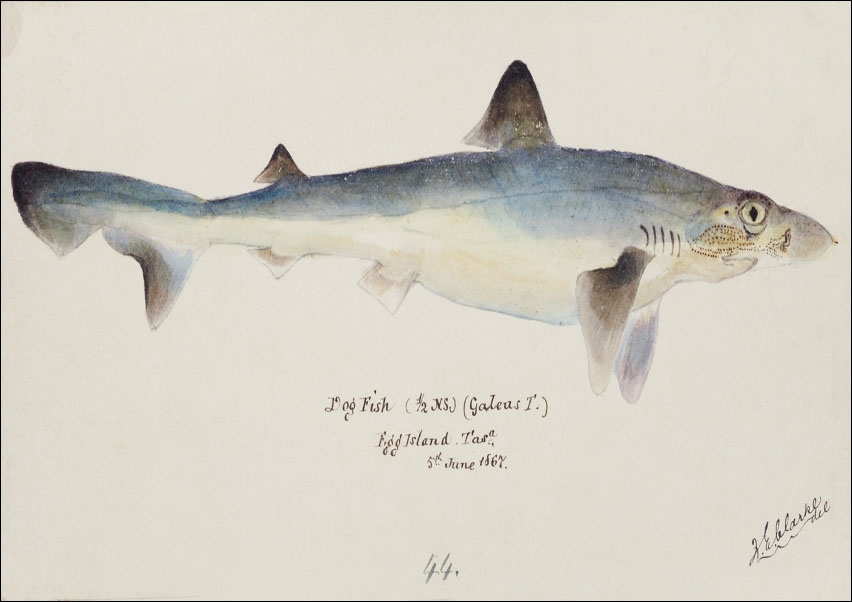 Image of Antique fish galeorhinus galeus requiem shark, F. E. Clarke - plakat Wymiar do wyboru: 59,4x42 cm