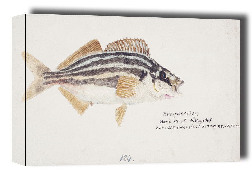 Image of Antique fish latris lineata common trumpeter, F. E. Clarke - obraz na płótnie Wymiar do wyboru: 50x40 cm