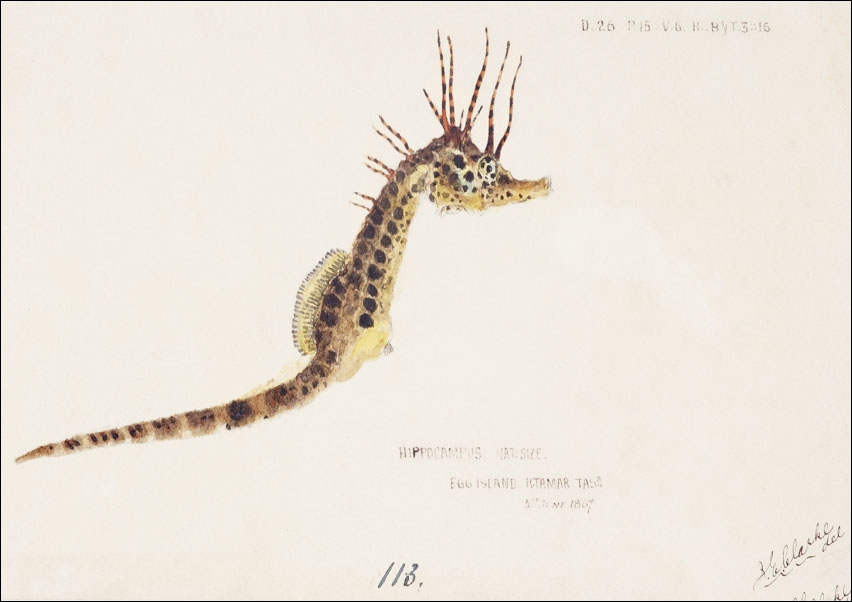 Image of Antique fish hippocampus abdominalis seahorse, F. E. Clarke - plakat Wymiar do wyboru: 59,4x42 cm