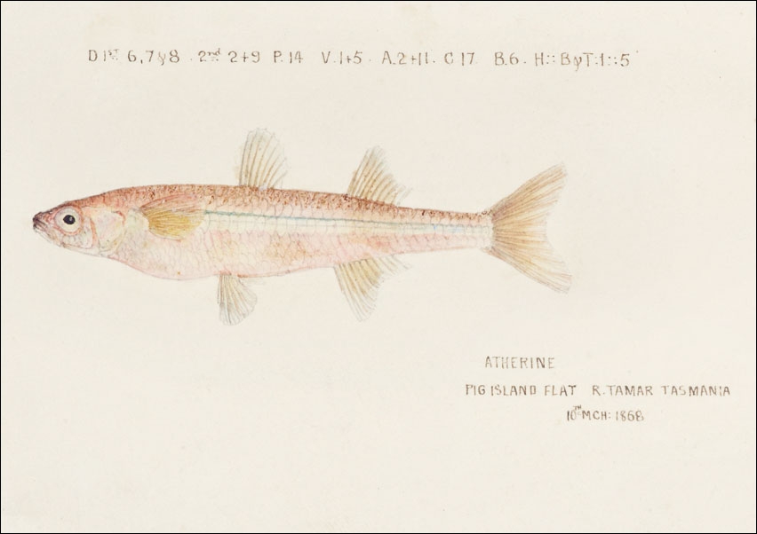 Image of Antique fish athennidae, F. E. Clarke - plakat Wymiar do wyboru: 84,1x59,4 cm