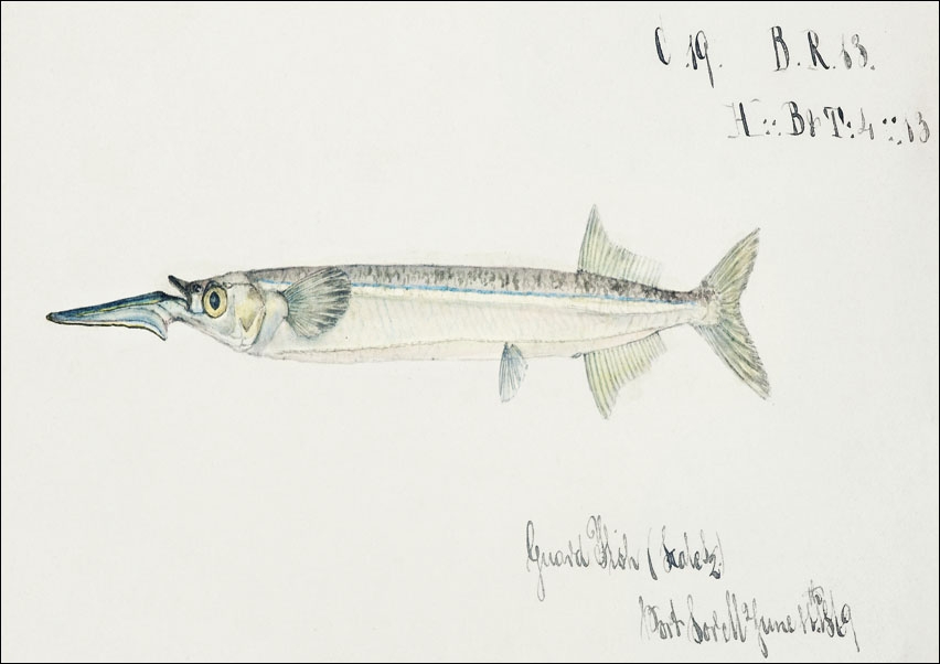 Image of Antique fish hyporhamphus melanochir southern sea garfish, F. E. Clarke - plakat Wymiar do wyboru: 84,1x59,4 cm