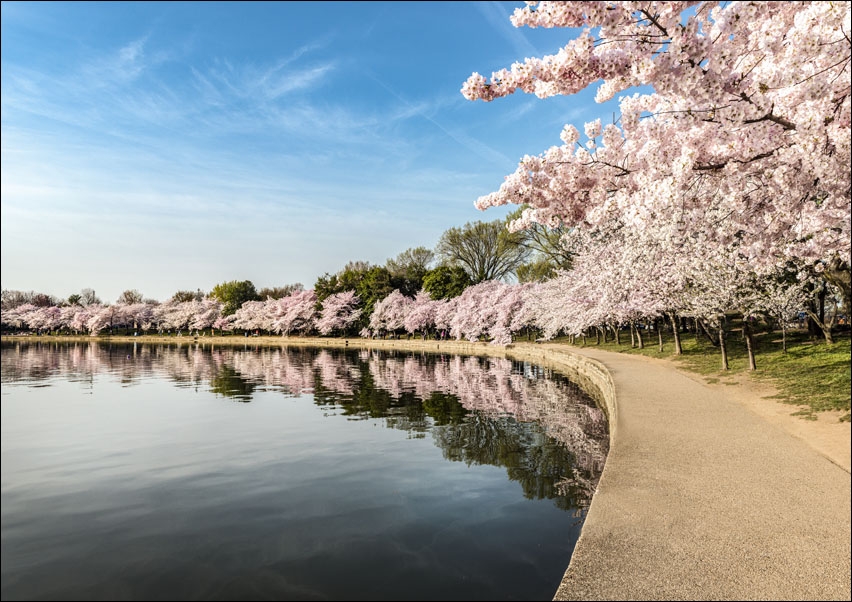 Image of Path along the Potomac River Tidal Basin during Washington's spring Cherry Blossom Festival., Carol Highsmith - plakat Wymiar do wyboru: 100x70 cm