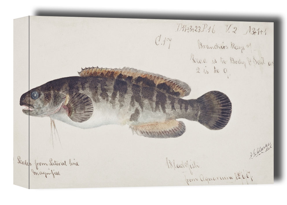 Image of Antique fish bladefish possibly freshwater specimen, F. E. Clarke - obraz na płótnie Wymiar do wyboru: 120x90 cm