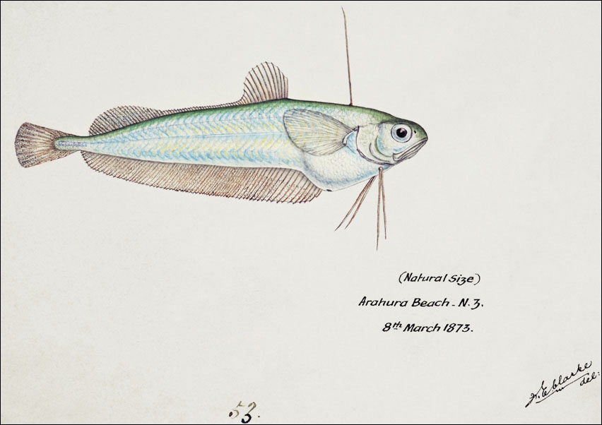 Image of Antique fish Auchenoceros punctatus, F. E. Clarke - plakat Wymiar do wyboru: 70x50 cm