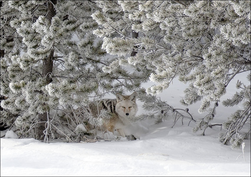 Image of A coyote blends into its surroundings in mid-winter in Yellowstone National Park in northern Wyoming., Carol Highsmith - plakat Wymiar do wyboru: 50x4