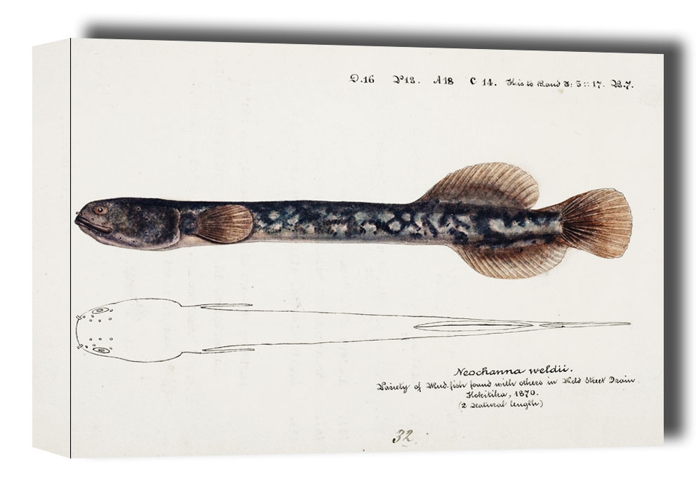 Image of Antique fish Neochanna apoda, F. E. Clarke - obraz na płótnie Wymiar do wyboru: 80x60 cm