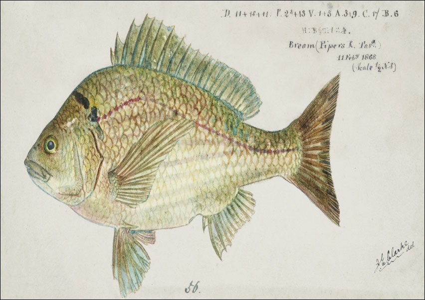 Image of Antique fish acanthopagrus butcheri black bream, F. E. Clarke - plakat Wymiar do wyboru: 59,4x42 cm