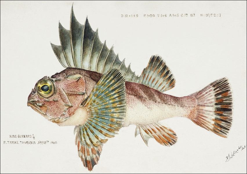 Image of Antique fish neosebastes scorpaenoides ruddy gurnard perch, F. E. Clarke - plakat Wymiar do wyboru: 84,1x59,4 cm