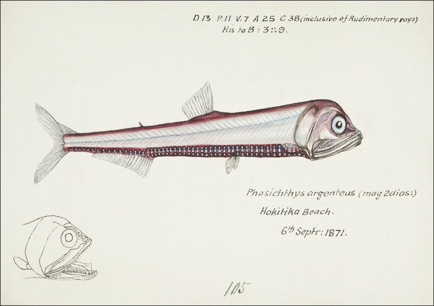 Image of Antique fish Photichthys argenteus, F. E. Clarke - plakat Wymiar do wyboru: 40x30 cm