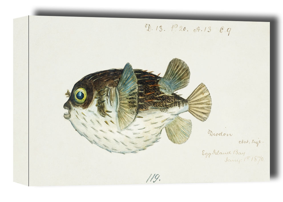 Image of Antique fish diodon sp porcupine fish, F. E. Clarke - obraz na płótnie Wymiar do wyboru: 50x40 cm