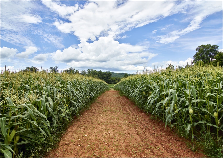 Image of Dirt road beside a cornfield near Clarkesville in Habersham County, Georgia., Carol Highsmith - plakat Wymiar do wyboru: 30x20 cm