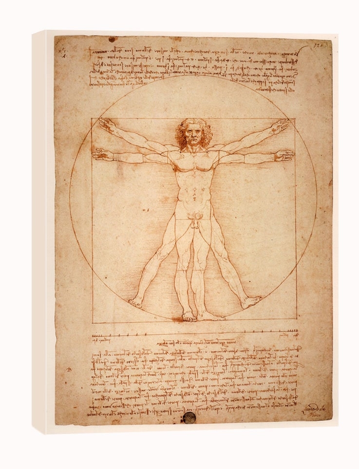 Image of Anatomia, Leonardo da Vinci - obraz na płótnie Wymiar do wyboru: 70x100 cm