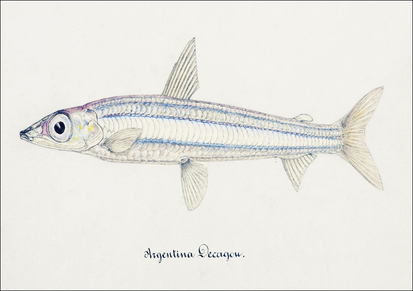 Image of Antique drawing watercolor fish Argentina Elongata marine life, F. E. Clarke - plakat Wymiar do wyboru: 91,5x61 cm