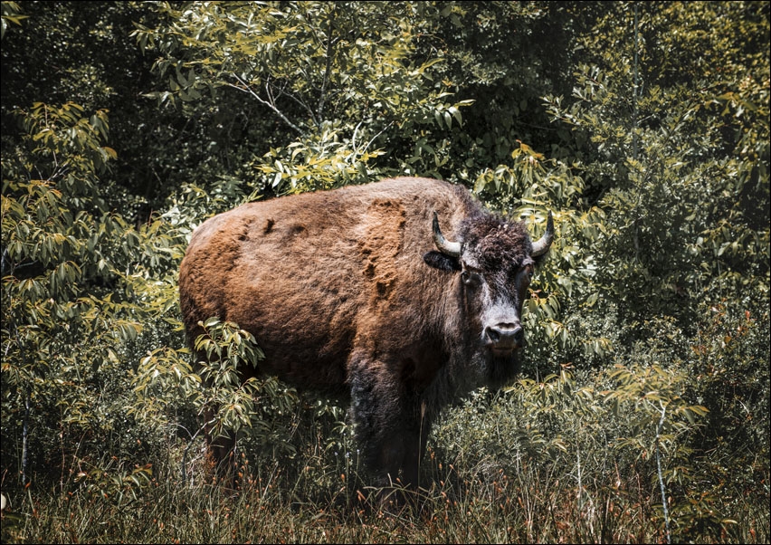 Image of American bison, or buffaloes, in Yellowstone National Park in the northwest corner of Wyoming., Carol Highsmith - plakat Wymiar do wyboru: 84,1x59,4 c