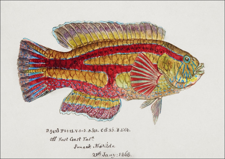 Image of Antique fish pictilabrus laticlavius wrasse, F. E. Clarke - plakat Wymiar do wyboru: 70x50 cm