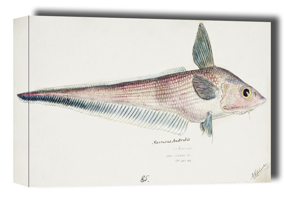 Image of Antique fish Coelorinchus, F. E. Clarke - obraz na płótnie Wymiar do wyboru: 40x30 cm