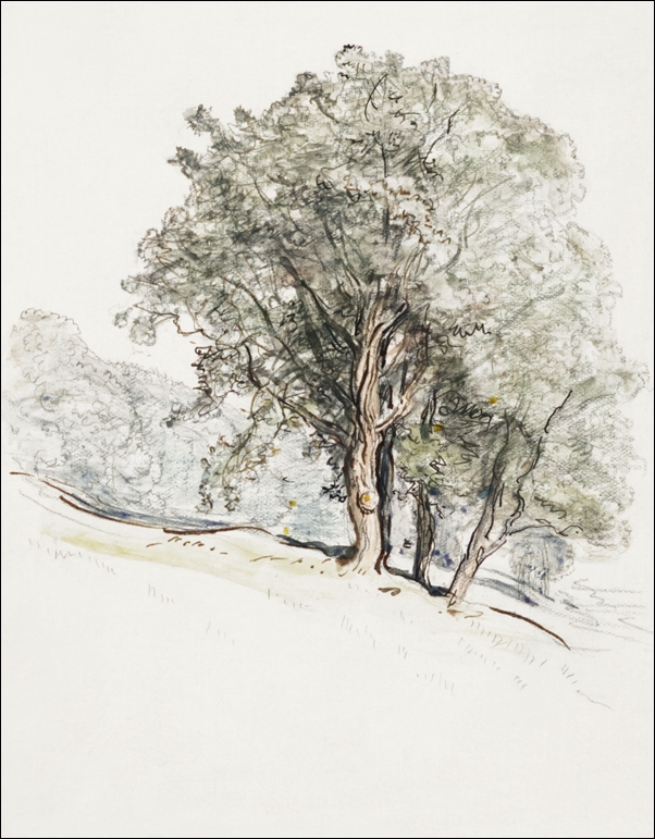 Image of Study of Oak Trees at Lake Dunmore, Vermont, Samuel Colman - plakat Wymiar do wyboru: 40x60 cm