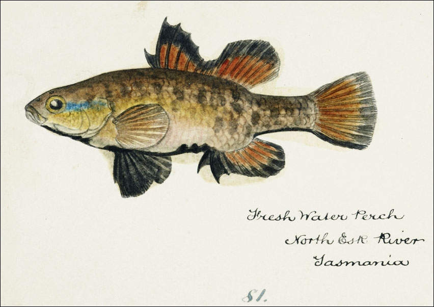 Image of Antique fish Nannoperca australis, F. E. Clarke - plakat Wymiar do wyboru: 30x20 cm