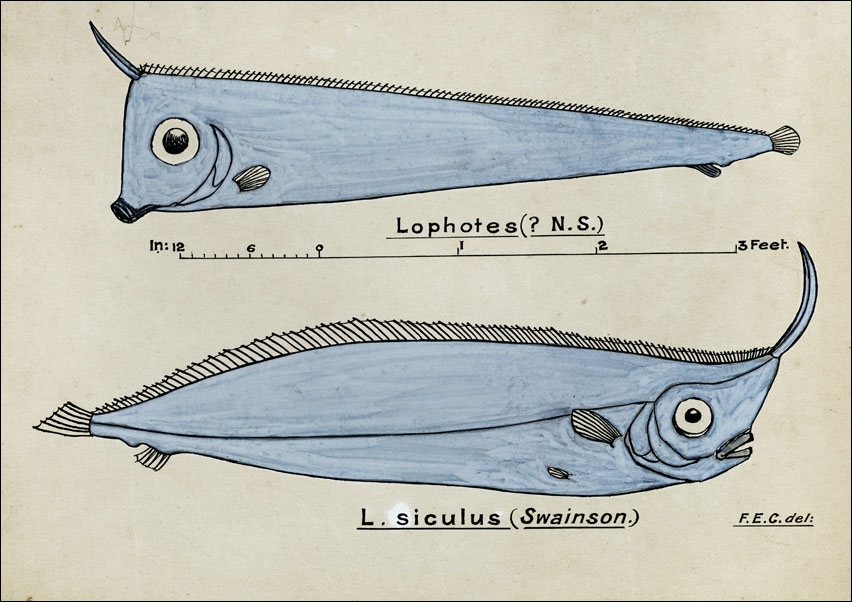 Image of Antique fish Crested Bandfish, F. E. Clarke - plakat Wymiar do wyboru: 80x60 cm